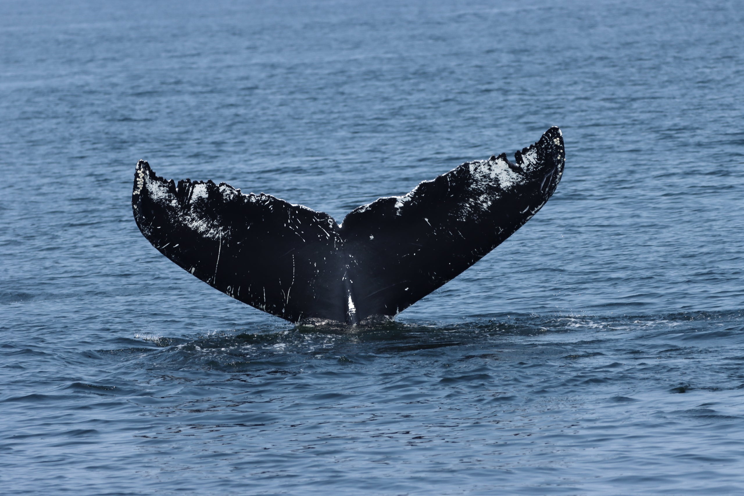 Highlights of the 2023 Whale Research Season | Blue Ocean Society for